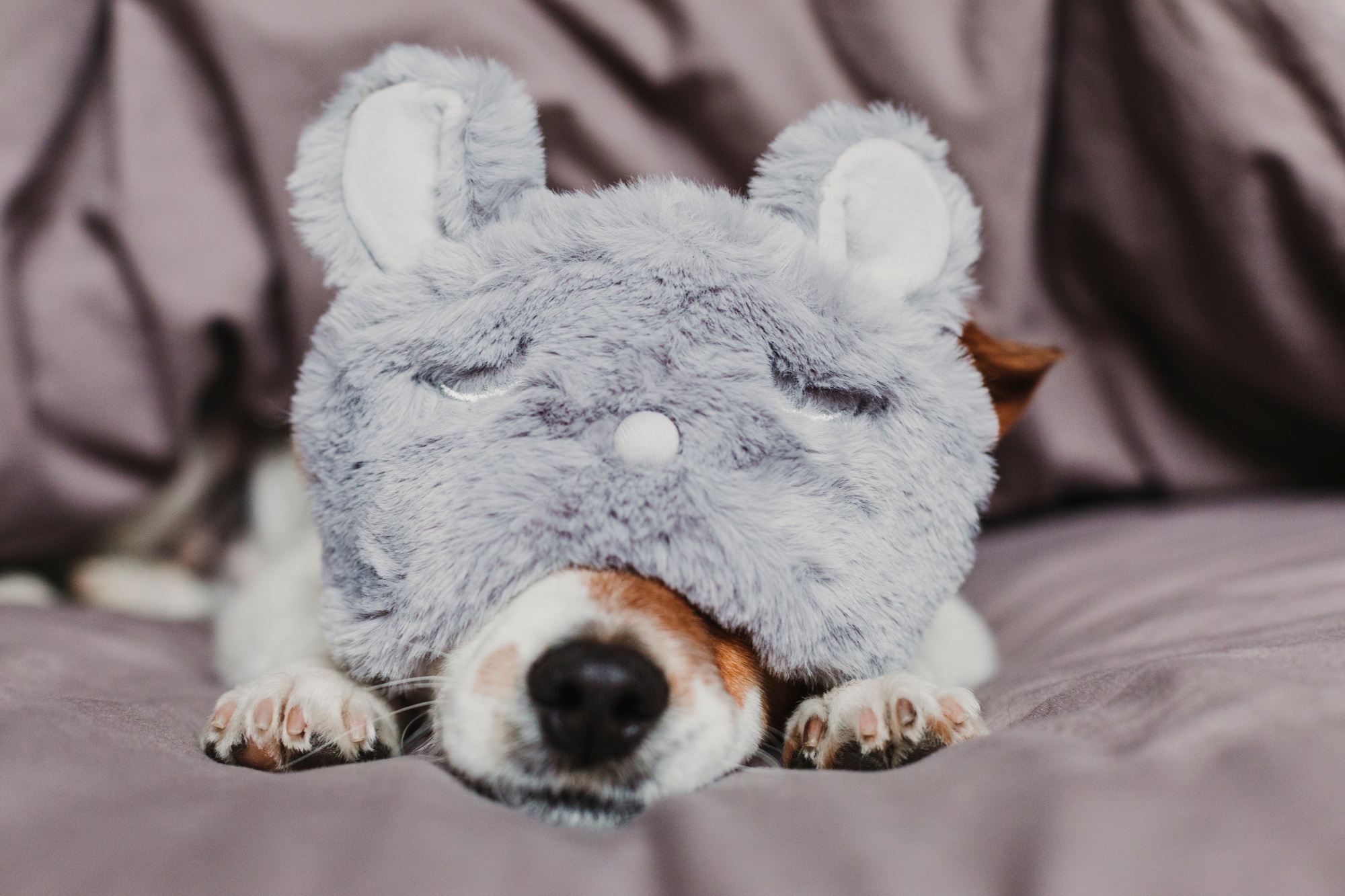 cute small dog lying on bed and wearing a rabbit sleeping mask. Pets indoors at home