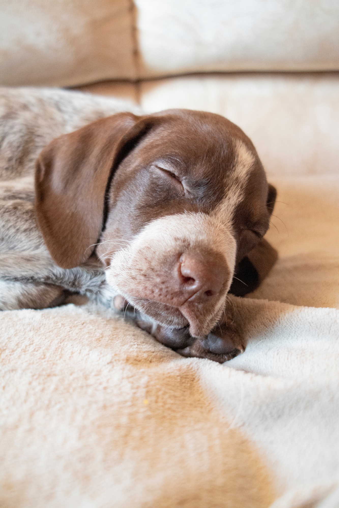 portrait of a small puppy lying on the bed and sleeping