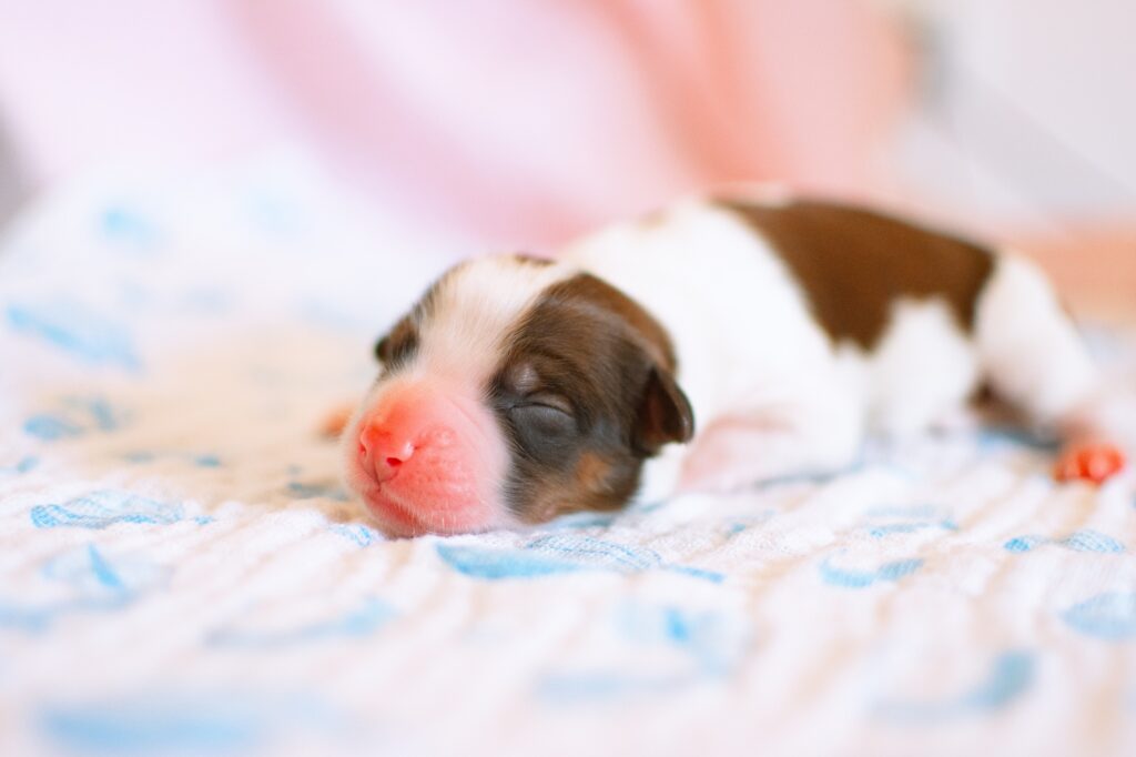 Newborn puppy dog